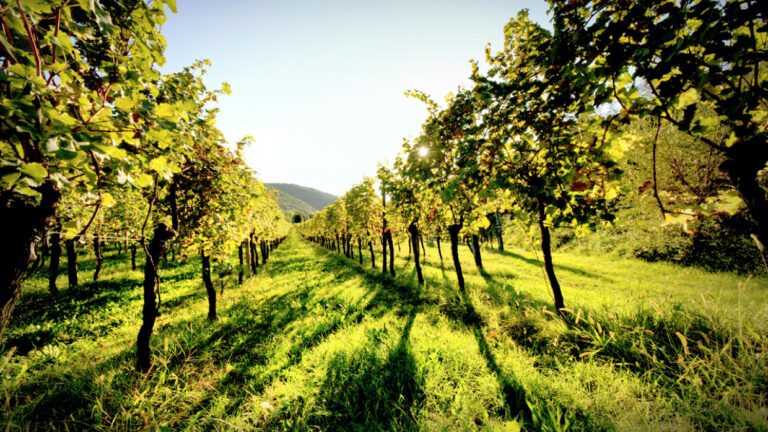Vini di Zuffi