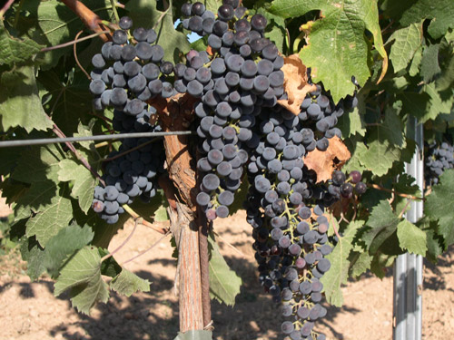 merlot