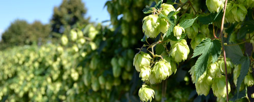 birrificio artigianale la tresca