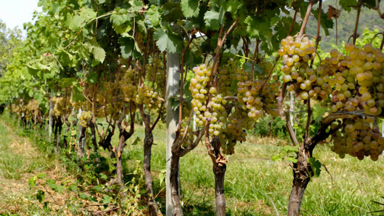 Azienda agricola Innocenzo Turco