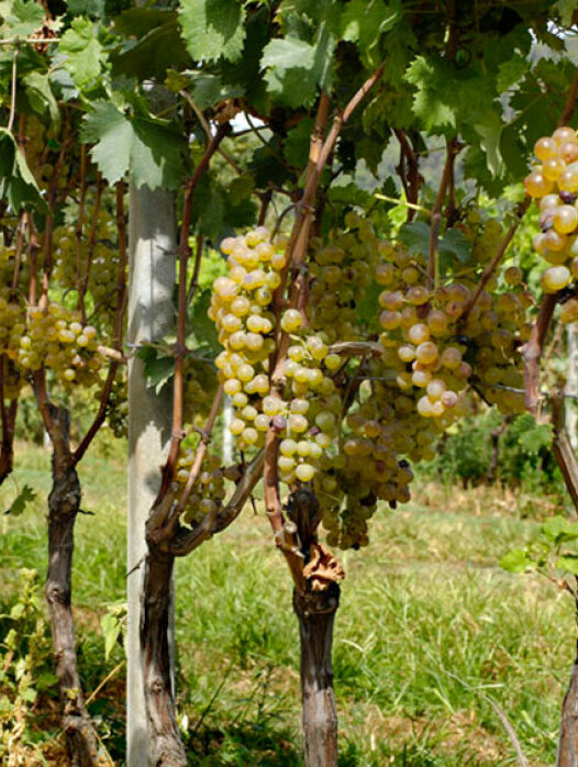 Azienda agricola Innocenzo Turco