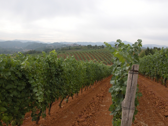 vigneti cantine caldera