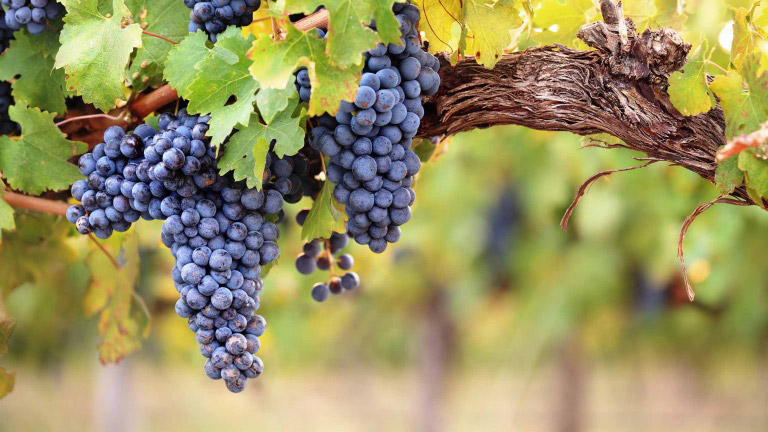 uve Chardonnay