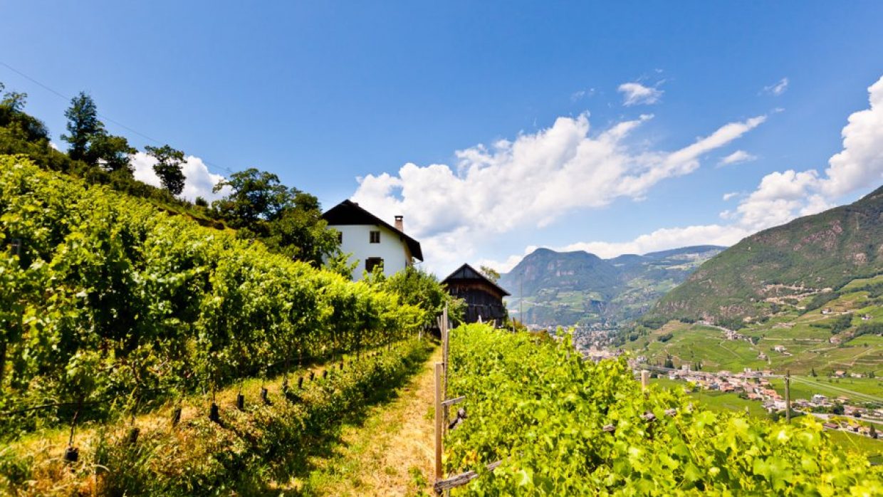 vini di montagna