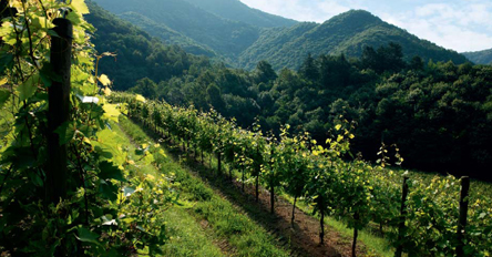 vini de La Roncaia